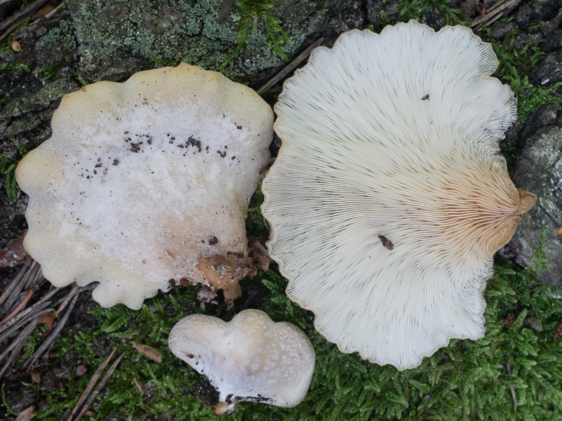 Hohenbuehelia wilhelmii